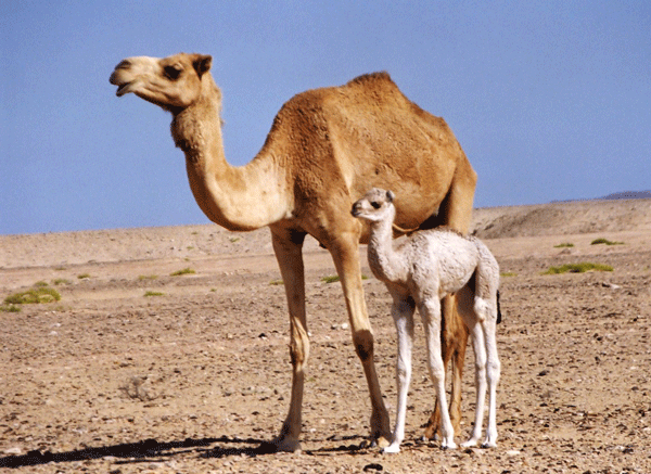 camel3