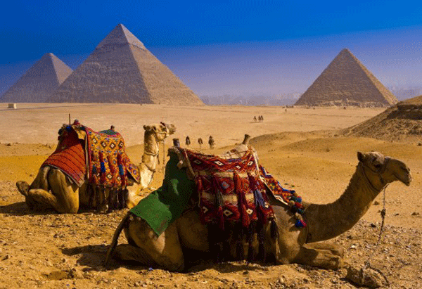 camel4