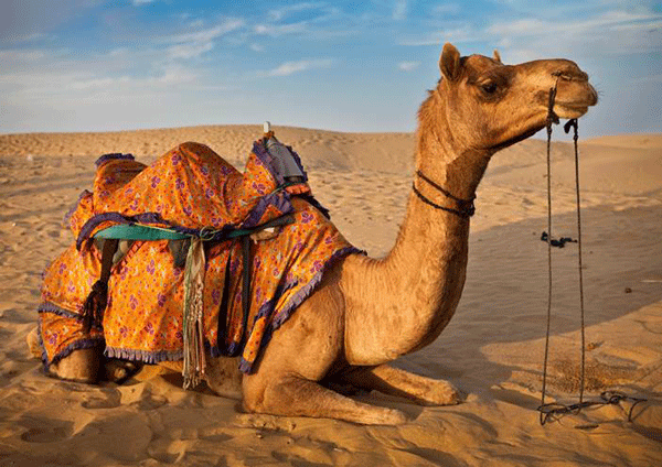 camel6