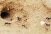 مورچه تنها
