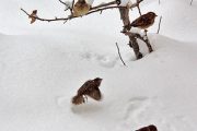 پرنده در برف