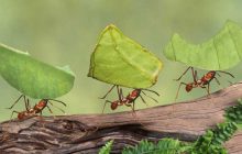 آشنایی با حشرات - مورچه ها