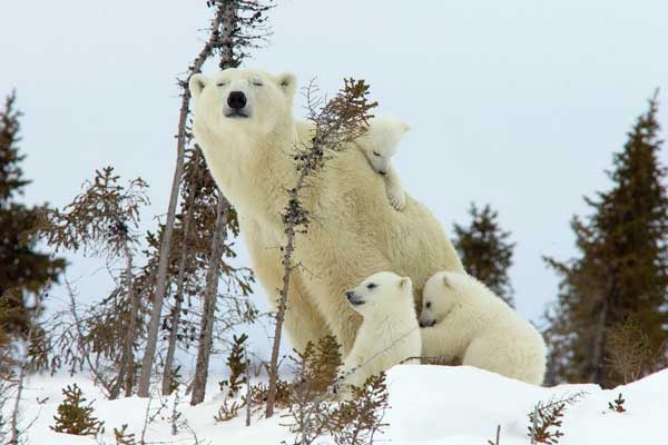 آشنایی با حیوانات - خرس های قطبی