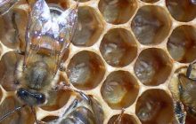 مجموعه تصاویر زنبور عسل