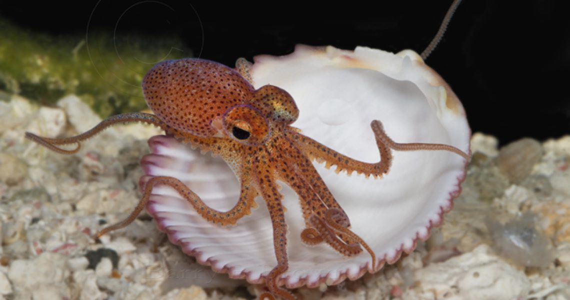 Deep-Baby-Octopus-