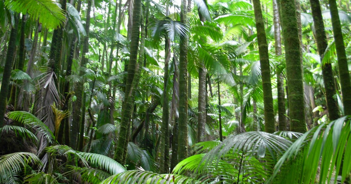 Flickr_-_brewbooks_-_Palm_Jungle_-_Hawaii_Tropical_Botanical_Garden