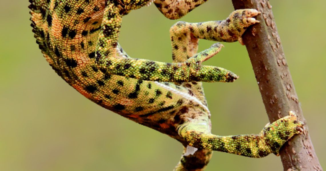 Indian_Chameleon_(Chamaeleo_zeylanicus)_Photograph_By_Shantanu_Kuveskar