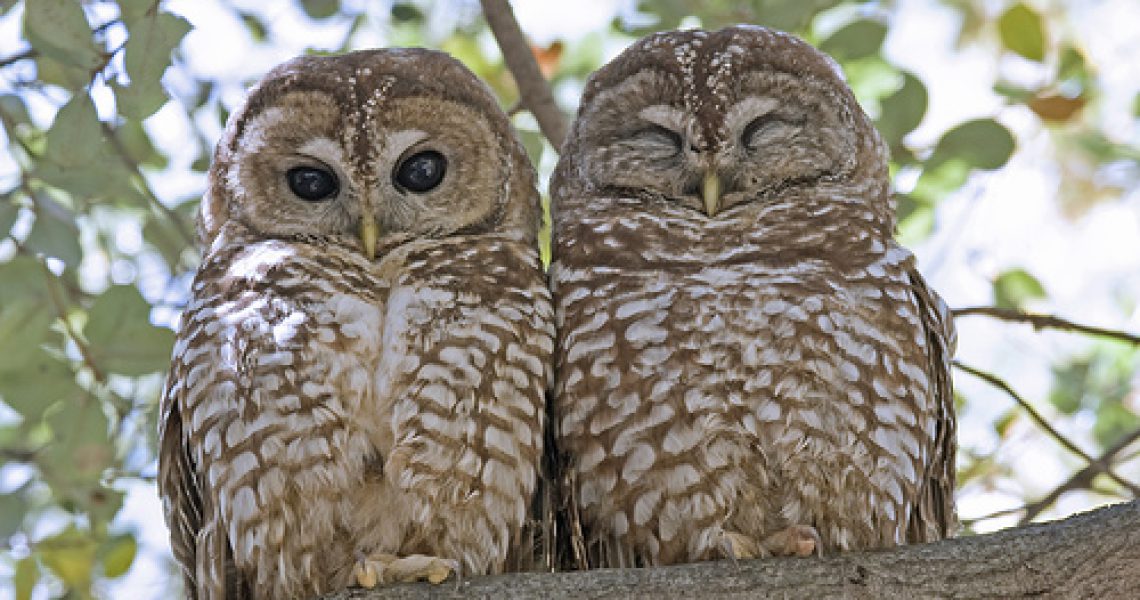 Northern+Spotted+Owls