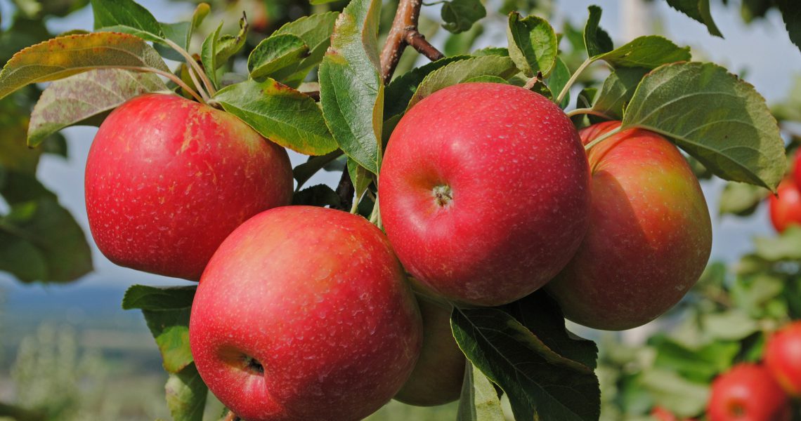 Red-Apple-Fruit-HD-Photo1