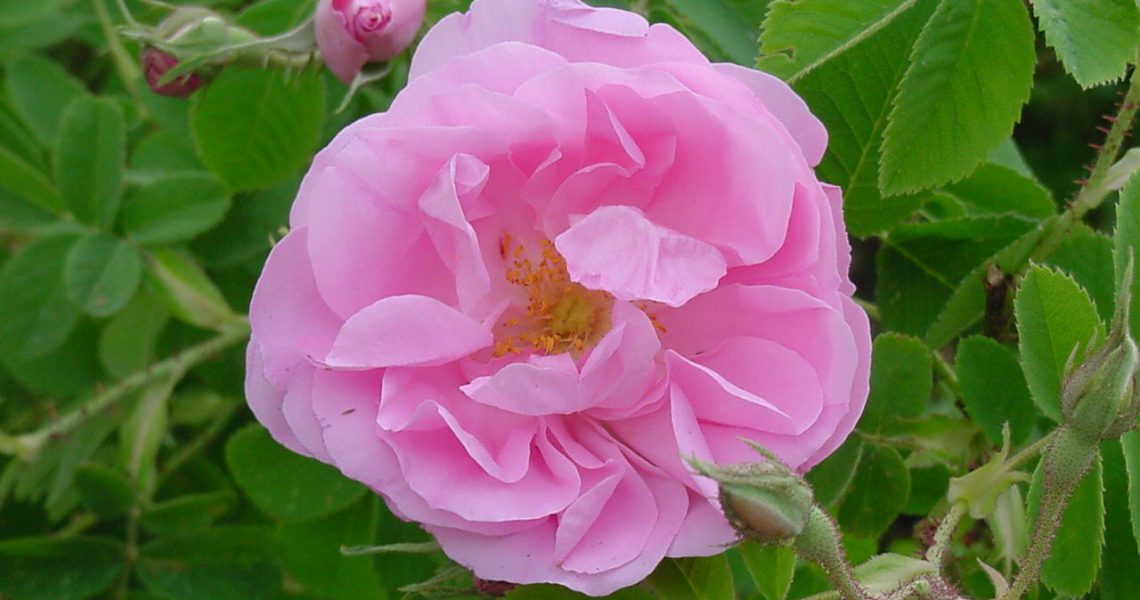 Rosa damascena 5