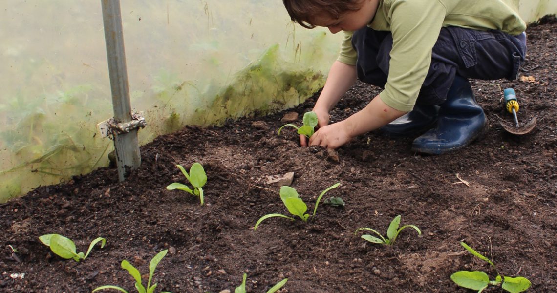 Small-boy-planting-seedlings