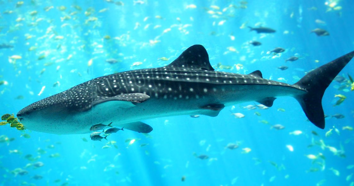 Whale_shark_Georgia_aquarium