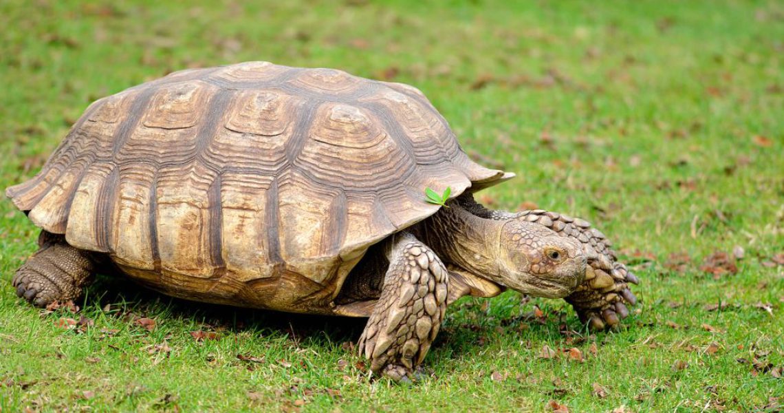 african-spurred-tortoise