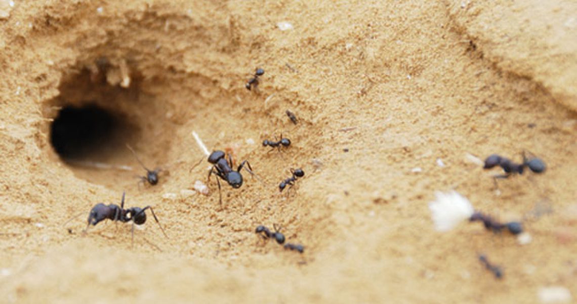 ant-colony-outside-house