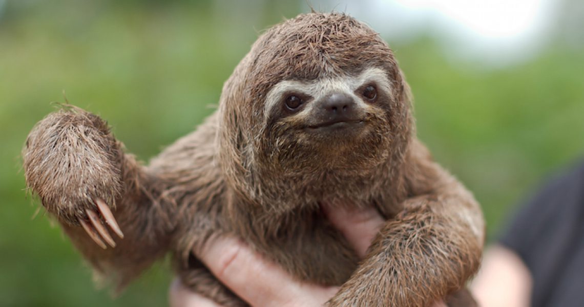 content_happy_baby_sloth
