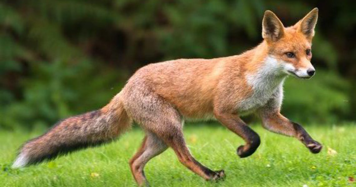 fox-hunting-436738