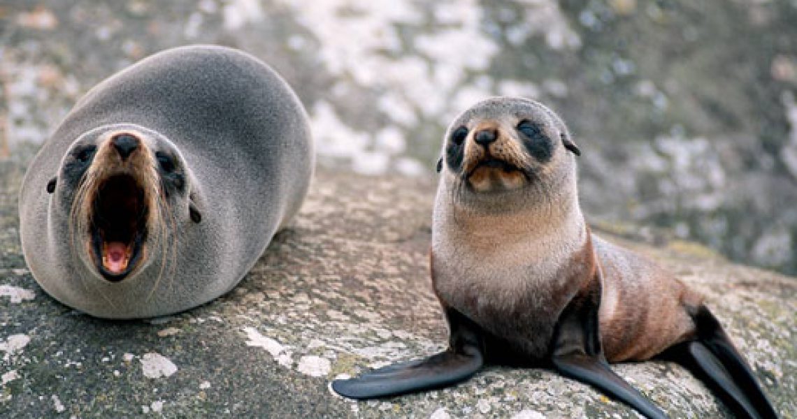 fur-seal-baby