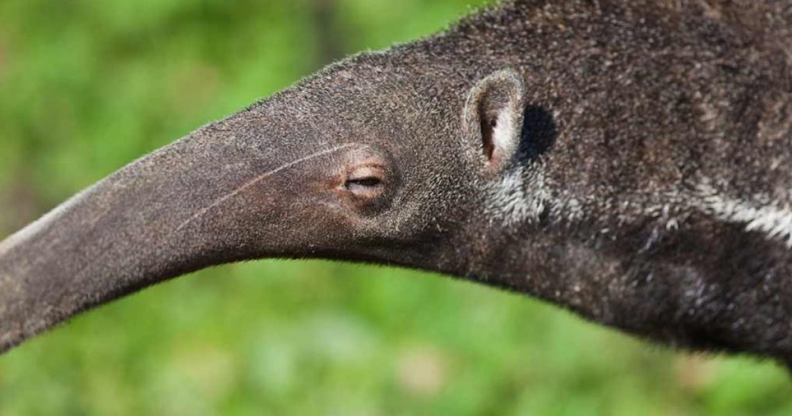 giant_anteater