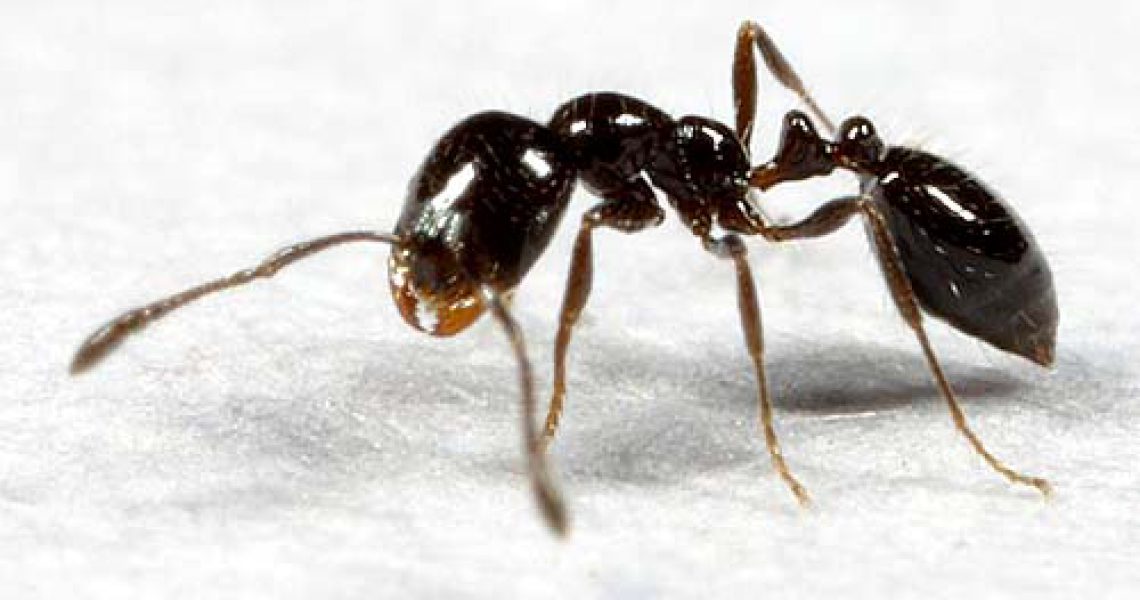 little-black-ant-in-raleigh-nc
