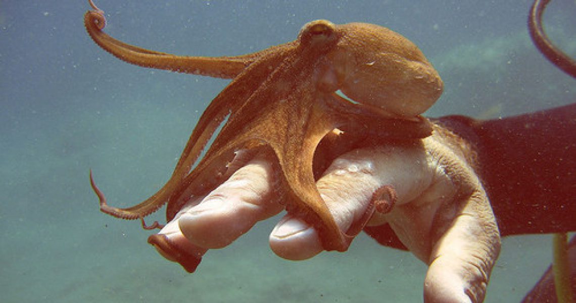 octopushand