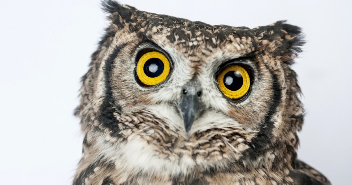 owl(2)