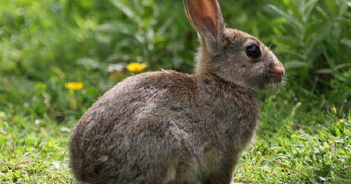 rabbit-removal-jacksonville