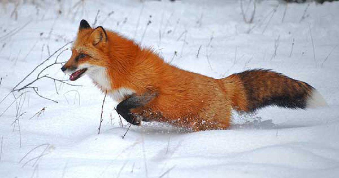 running-winter-red-fox-billy-hensler