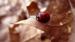 8-eight-Ladybug