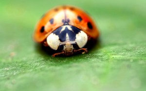 Seven-spot_ladybird(2)